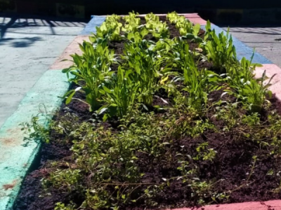 Uma nova horta na urbana Vila Gustavo